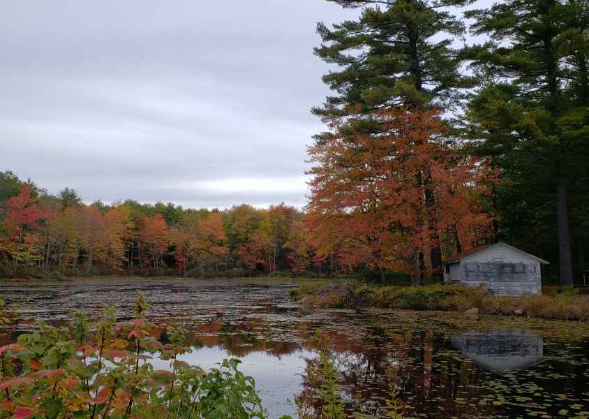Fall Foliage in Barrington, New Hampshire