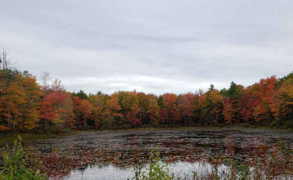 Fall Foliage in Barrington, New Hampshire