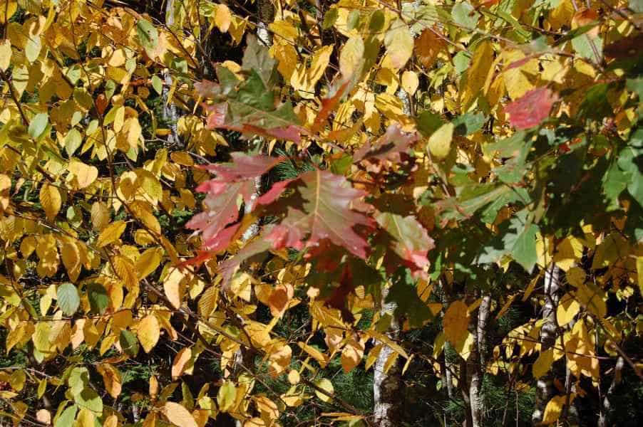 Fall Foliage in Barrington