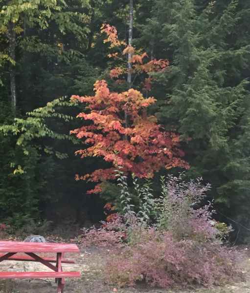 Fall Foliage in Barrington