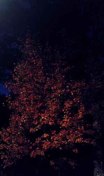 Fall Foliage at Night from Lisa Hoffman