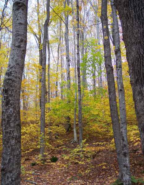 Fall Foliage in New Hampshire