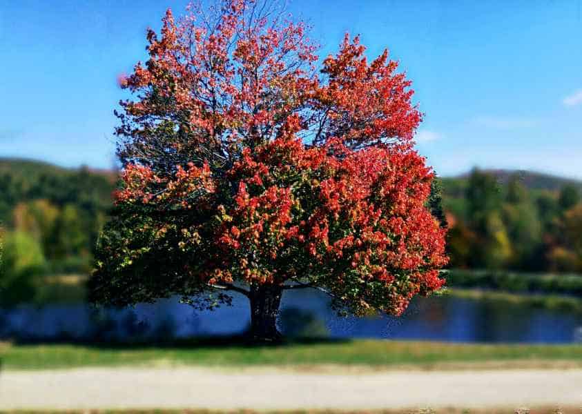 Fall Foliage in New Hampshire from Lisa Hoffman