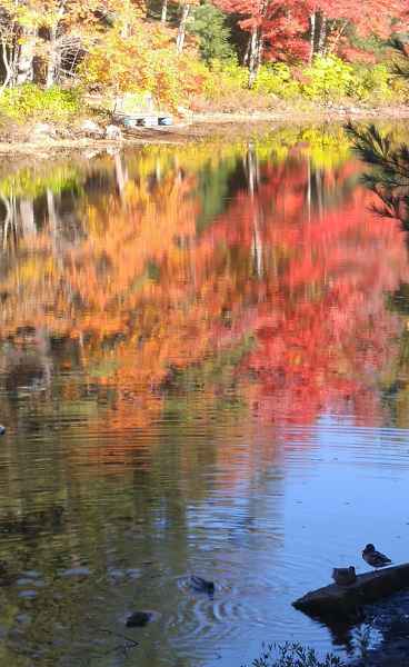 Fall Foliage at the Lake in Barrington from Lisa Hoffman