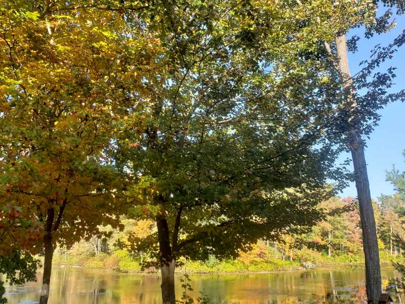 Fall Foliage at The Lake in Barrington from Lisa Hoffman