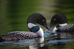 Loon Protection Challenges in Southern NH