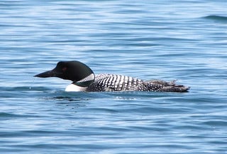Loon Protection Challenges in Southern NH