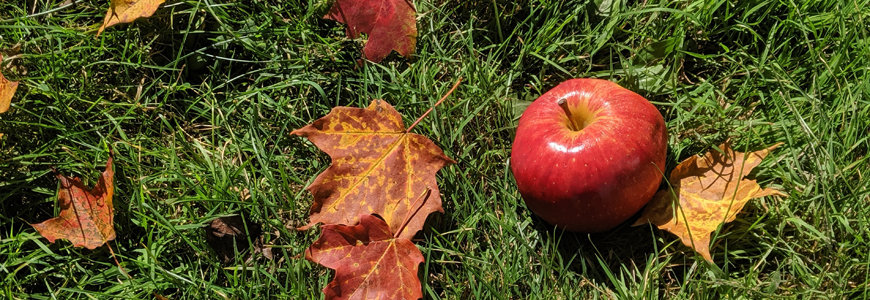 Excellent Apple Crop Predicted: PYO Farms Near You