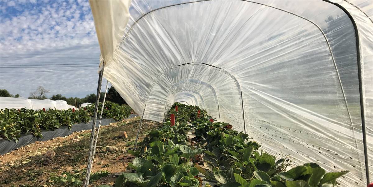 UNH Research Finds N.H. Growers Can Substantially Boost Strawberry Season