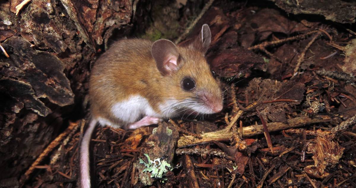 Generalist rodents such as this deer mouse disperse fungal spores at a time when many seeds are germinating. (Credit: UNH)