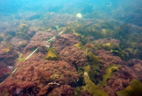 CAPTION: Shrub-like seaweed that now dominates the seascape of the Gulf of Maine. Pictured here is the low-lying invasive seaweed known as Dasysiphonia japonica. The abundance of this type of turf seaweed could likely impact species habitats and the structure of the food web. PHOTO CREDIT: Jennifer Dijkstra/UNH