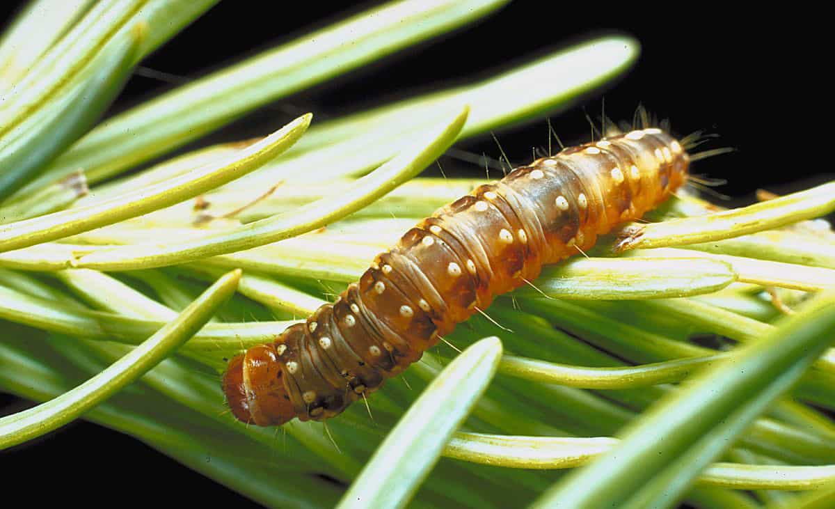 The next major eastern spruce budworm outbreak likely will hit Northeastern United States forests over the next few years, putting more than 11.4 million acres of forest and 94.8 million metric tons of stored carbon in spruce and balsam fir at risk. Credit: Jerald E. Dewey, USDA Forest Service/Bugwood.org
