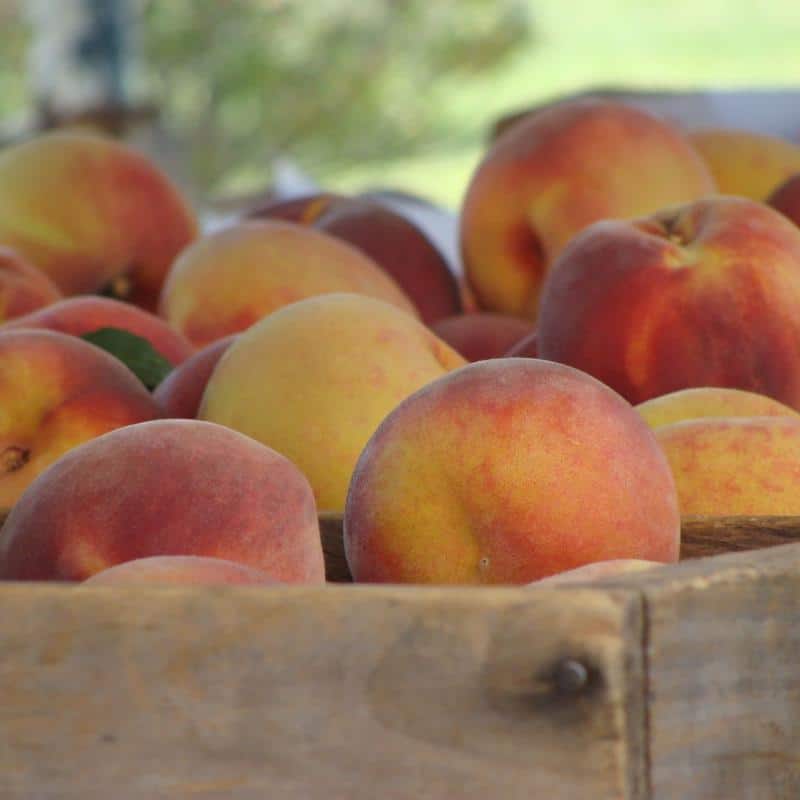 Union Lake Peach Orchard
